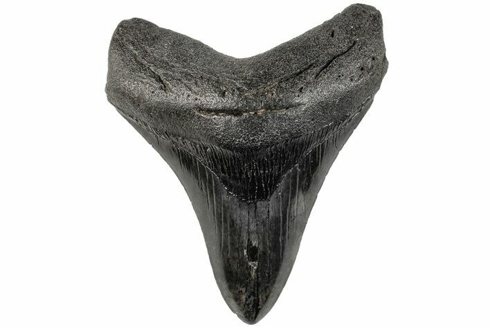 Fossil Megalodon Tooth - South Carolina #201520